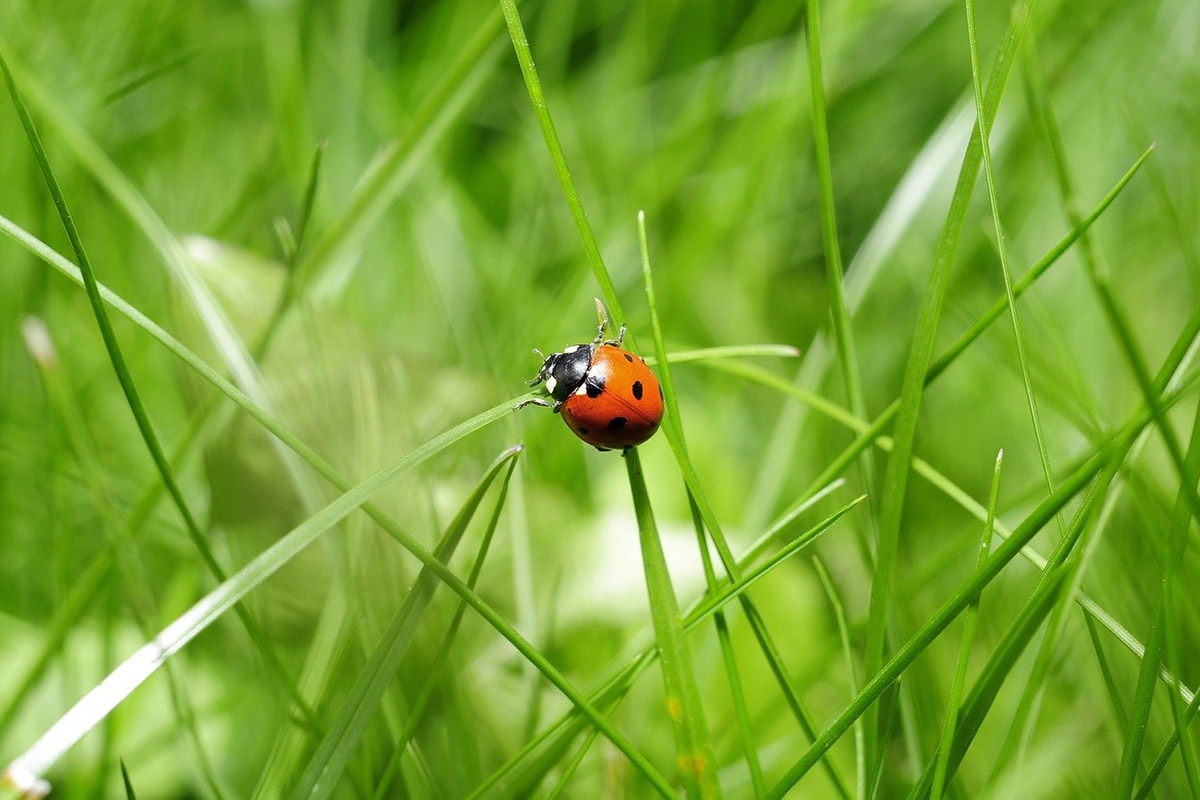 Ein Marienkäfer sitzt auf einem Grashalm einer Wiese