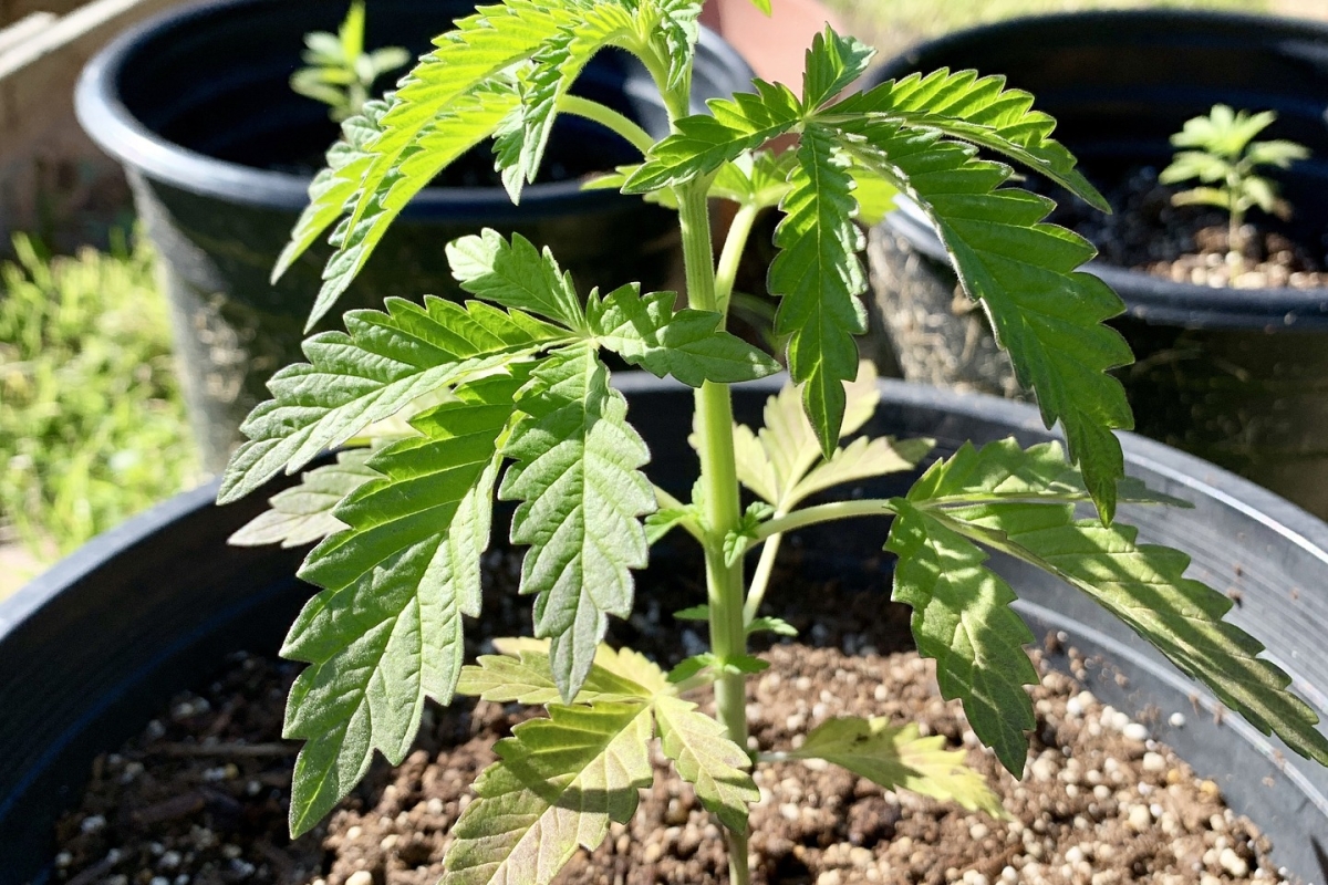 Cannabis-Pflanzen in Töpfen