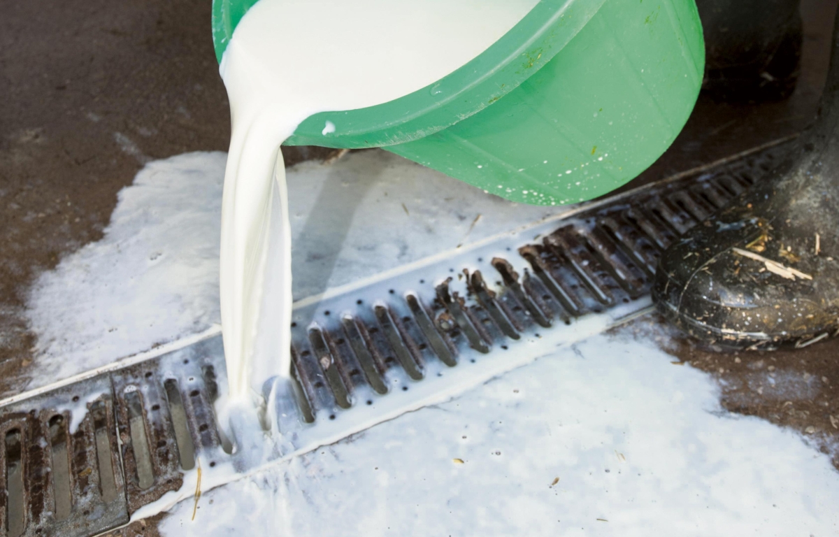 Ein Landwirt schüttet Milch in den Abfluss