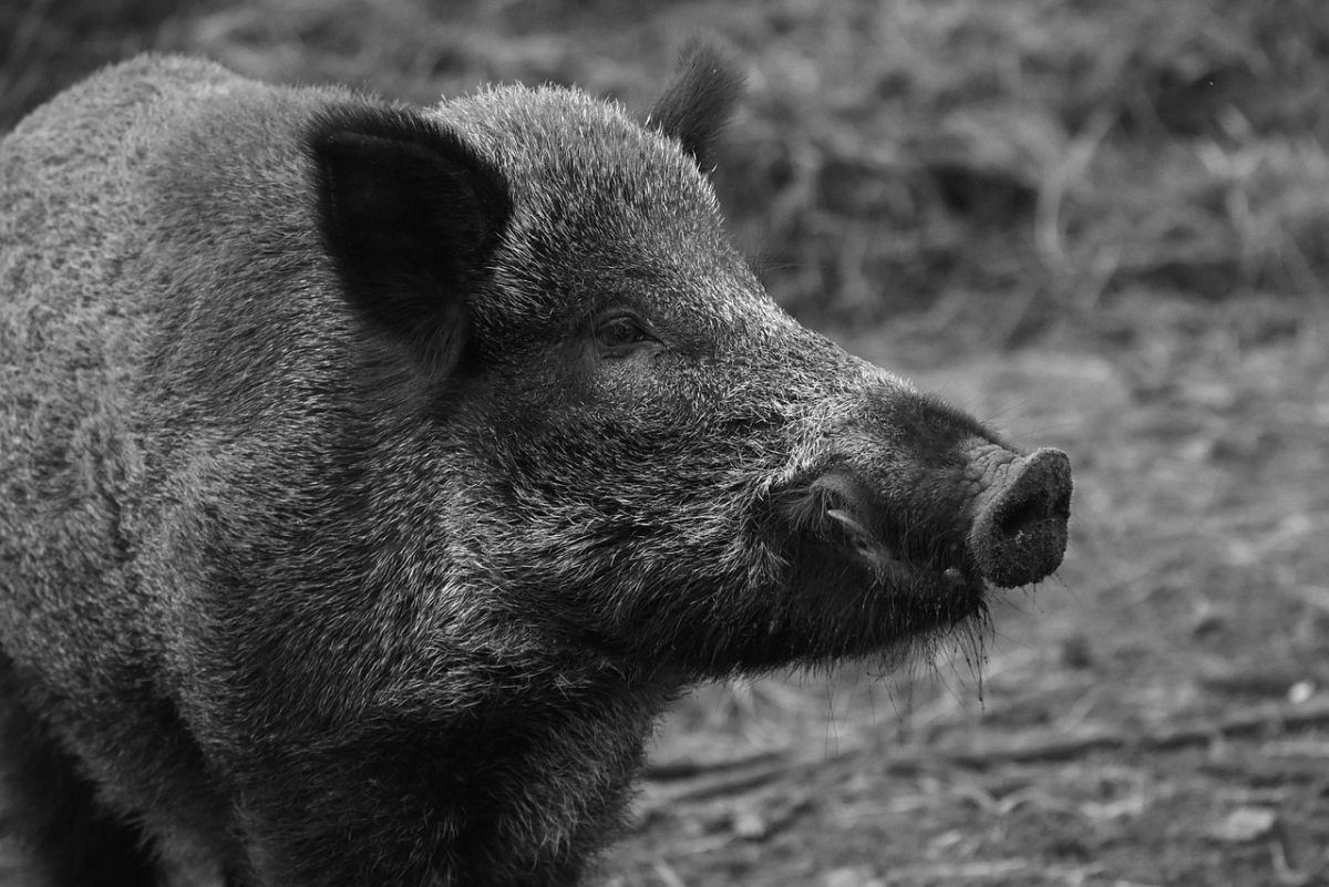 Ein Wildschwein