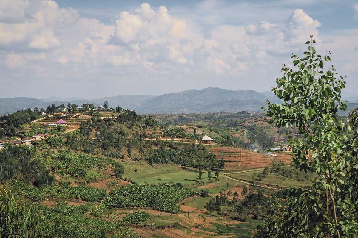 Grüne Hügel und braune Felder. Kaffee und Tee gehören zu den wichtigsten Exportprodukten Ruandas