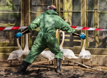 Das ist eine Übung – noch. Im April probte man im Ennepe-Ruhr-Kreis, wie bei einem Ausbruch der Vogelgrippe uneinsichtige Schwäne ins Gehege gescheucht werden können
