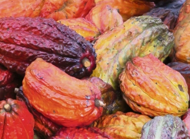 Bunt und aromatisch. Reife geerntete Kakaoschoten in der Gemeinde Llanchama im Yasuní-Nationalpark in Ecuador