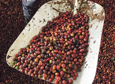 Beliebte Bohnen. Kaffee-Kirschen von Comsa, der größten Kaffee-Genossenschaft aus dem honduranischen Marcala 