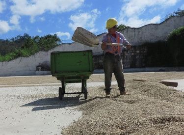 Ein Mitarbeiter der Kaffeegenossenschaft Comsa in Honduras legt geschälte und gewaschene Kaffeebohnen zum Trocknen aus