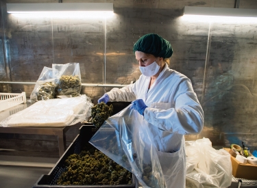 Eine Mitarbeiterin eines staatlich lizenzierten urugayischen Herstellers füllt Cannabisblüten in einen Plastikbeutel