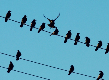 Vögel auf Stromleitungen