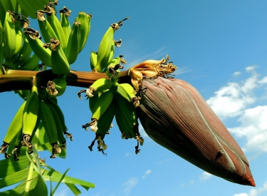 Eine Bananenstaude am Baum