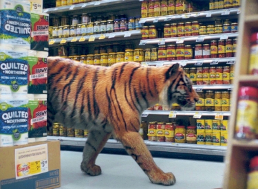 Adorno rezitierender Tiger im Supermarkt
