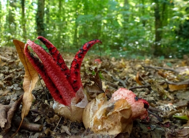 Mancher Pilz wirkt wie ein Alien: Tintenfischpilz