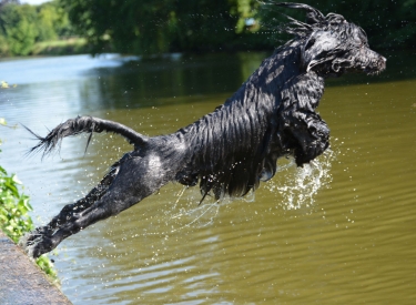 In seinem Element. Portugiesischer Wasserhund (nicht Bubu) beim Sprung in den Fluss