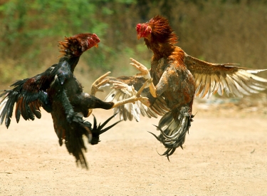 Cock Fighting