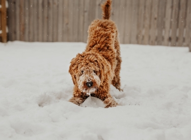 Hund im Schnee: Gleich wird wieder getaggt