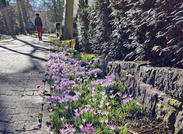 Der Frühling deutet sich schon überall an. Ganze Felder von violetten Leberblümchen brechen aus dem Boden